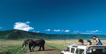 Amboseli Game Drive with Mount Kilimanjaro Background