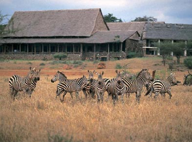 Zebras at Kilaguni Safari Lodge